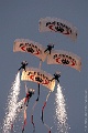 Blackwater Parachute Demonstration Team