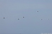 YE25_254 Farmingdale State College Flying Rams flew six of their 22 college-owned aircraft in a show opening fly-by and racetrack flight path over air show center. This...